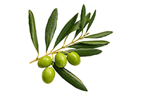 Olive Leaf